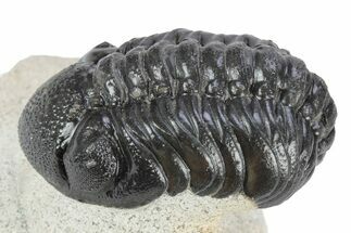 Detailed Austerops Trilobite - Ofaten, Morocco #340922