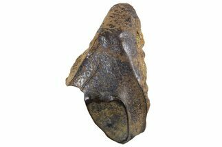 Fossil Dinosaur (Triceratops) Shed Tooth - Montana #341134