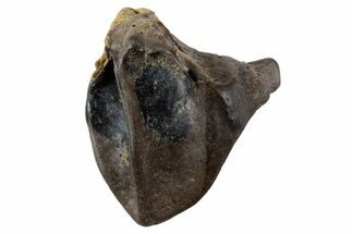 Unworn Juvenile Dinosaur (Triceratops) Tooth - Montana #341137