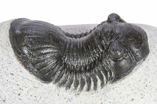 Paralejurus Trilobite Fossil - Ofaten, Morocco #341193