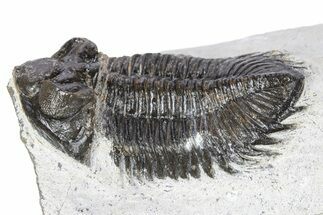 Bargain, Coltraneia Trilobite Fossil - Huge Faceted Eyes #341298