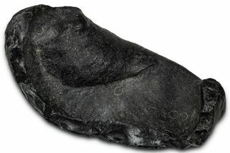 Large Fossil Whale Ear Bone - South Carolina #340255