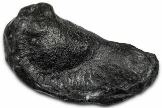 Large Fossil Whale Ear Bone - South Carolina #340259