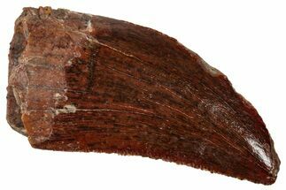 Serrated, Theropod (Deltadromeus?) Tooth - Morocco #341230