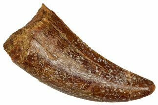 Serrated, Theropod (Deltadromeus?) Pre-Max Tooth - Morocco #341240