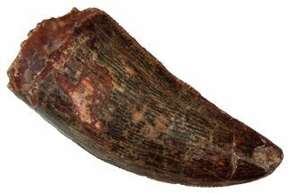 Serrated, Carcharodontosaurus Tooth - Real Dinosaur Tooth #341261