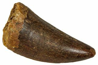 Carcharodontosaurus Tooth - Real Dinosaur Tooth #341267