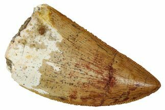 Serrated, Carcharodontosaurus Tooth - Real Dinosaur Tooth #341274