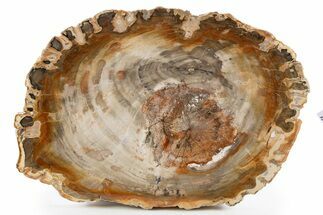 Polished Petrified Wood (Araucaria) Round - Madagascar #341524