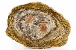 Polished Petrified Wood (Araucaria) Round - Madagascar #341533