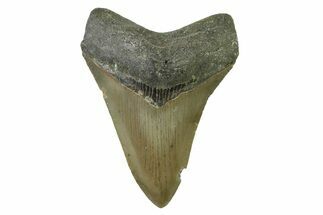 Serrated, Fossil Megalodon Tooth - North Carolina #338467