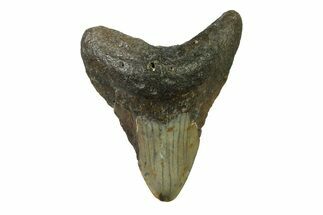 Bargain, Fossil Megalodon Tooth - North Carolina #338484