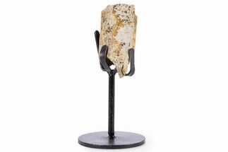 Fossil Hadrosaur Rib Section w/ Metal Stand - South Dakota #340088