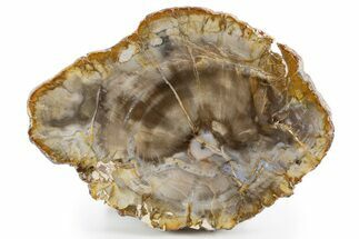 Polished Petrified Wood (Araucaria) Round - Madagascar #341576