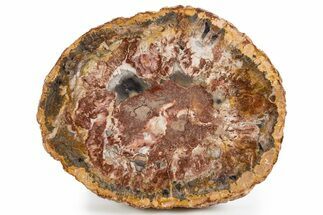 Polished Petrified Wood (Araucaria) Round - Madagascar #341578