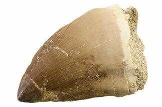 Fossil Mosasaur (Thalassotitan) Tooth - Morocco #341476