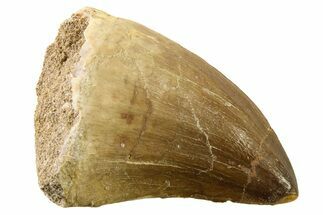 Fossil Mosasaur (Thalassotitan) Tooth - Morocco #341484