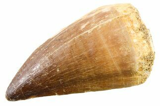 Fossil Mosasaur (Thalassotitan) Tooth - Morocco #341516