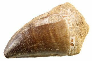 Fossil Mosasaur (Thalassotitan) Tooth - Morocco #341518