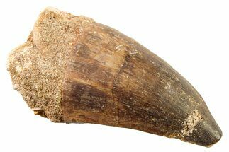 Fossil Mosasaur (Thalassotitan) Tooth - Morocco #341523