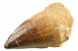 Fossil Mosasaur (Thalassotitan) Tooth - Morocco #341520