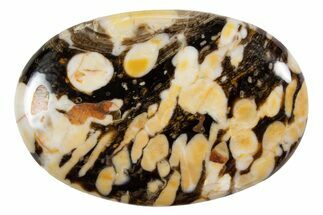 Polished Petrified Peanut Wood - Australia #341887