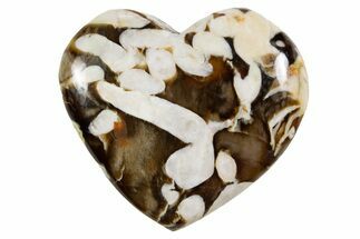 Polished Petrified Peanut Wood Heart - Australia #341916