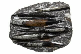 Polished Fossil Orthoceras (Cephalopod) Plate - Morocco #341456