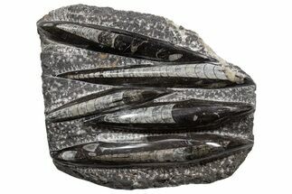 Polished Fossil Orthoceras (Cephalopod) Plate - Morocco #341457