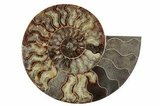 Cut & Polished Ammonite Fossil (Half) - Madagascar #342132