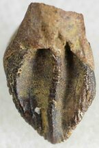 Baby Unerupted Triceratops Tooth - Montana #18540