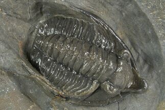Diademaproetus Trilobite - Ofaten, Morocco #341334