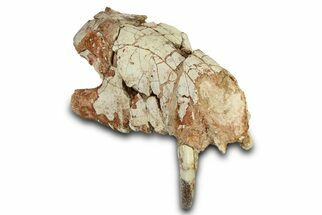 Fossil Hyaenodon Partial Skull - South Dakota #342200