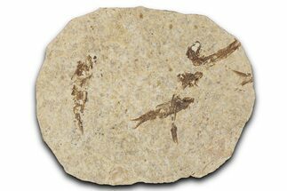 Fossil Fish (Knightia) Mortality Plate - Wyoming #339025