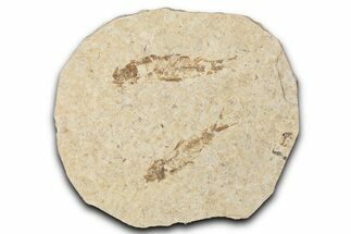 Fossil Fish (Knightia) Mortality Plate - Wyoming #339026