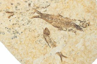 Fossil Fish (Knightia) Mortality Plate - Wyoming #339033