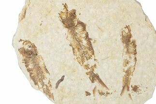 Fossil Fish (Knightia) Mortality Plate - Wyoming #339038