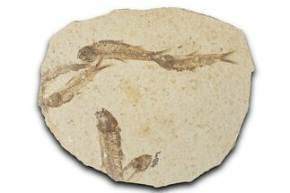 Fossil Fish (Knightia) Mortality Plate - Wyoming #339046