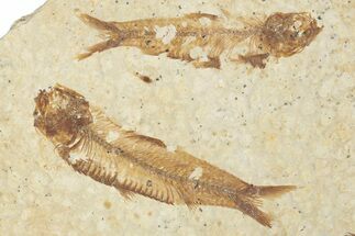 Fossil Fish (Knightia) Mortality Plate - Wyoming #339049