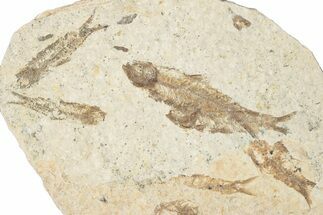 Fossil Fish (Knightia) Mortality Plate - Wyoming #339058