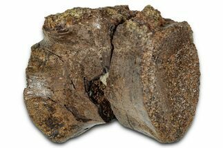 Ornithomimid (Struthiomimus?) Vertebra - South Dakota #342164