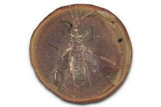 Fossil Insect (Eucaenus ovalis) Nodule Pos/Neg - Mazon Creek #342179