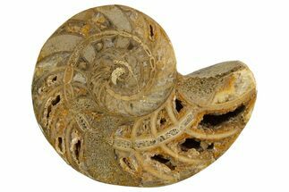 Cut & Polished Jurassic Nautilus Fossil (Half) - Madagascar #339268