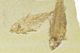 Plate of Two Fossil Fish (Knightia) - Wyoming #333781