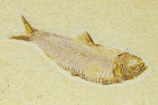 Detailed Fossil Fish (Knightia) - Wyoming #333869
