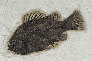 Fish Fossils For Sale