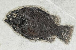 Detailed Fossil Fish (Cockerellites) - Wyoming #342444