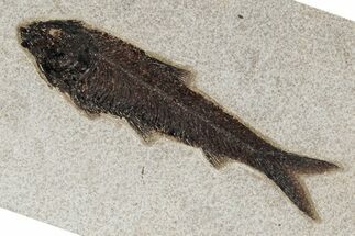 Detailed Fossil Fish (Knightia) - Giant For Species #342455