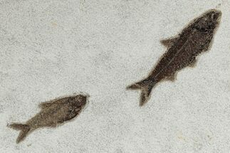 Rock With Knightia & Diplomystus Fossil Fish - Wyoming #342479