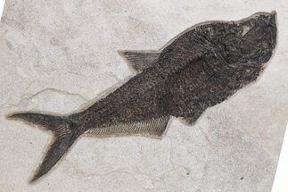 Huge Fossil Fish (Diplomystus) - Wyoming #342486